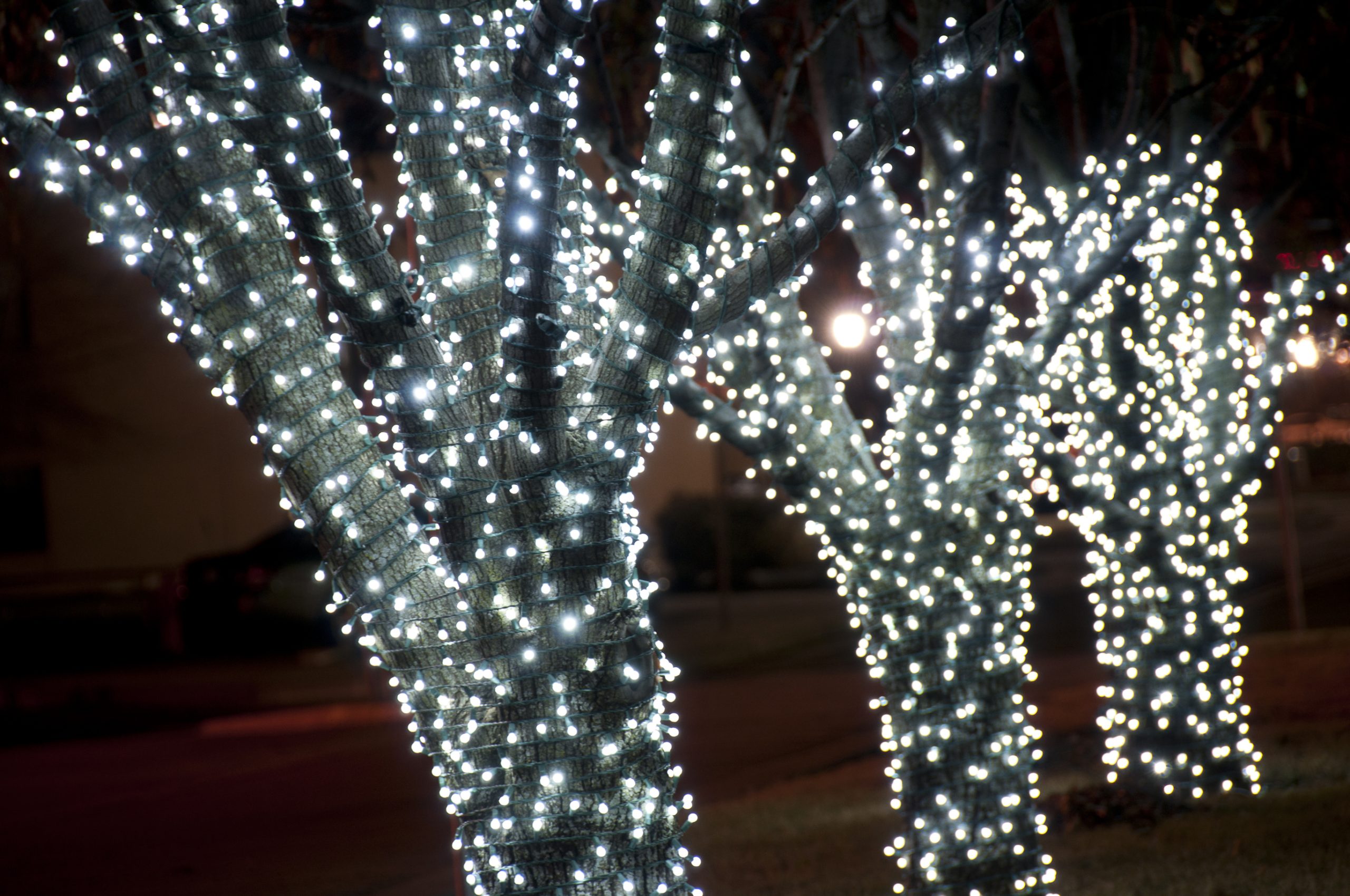 Outdoor Christmas Lights on Tree Trunks